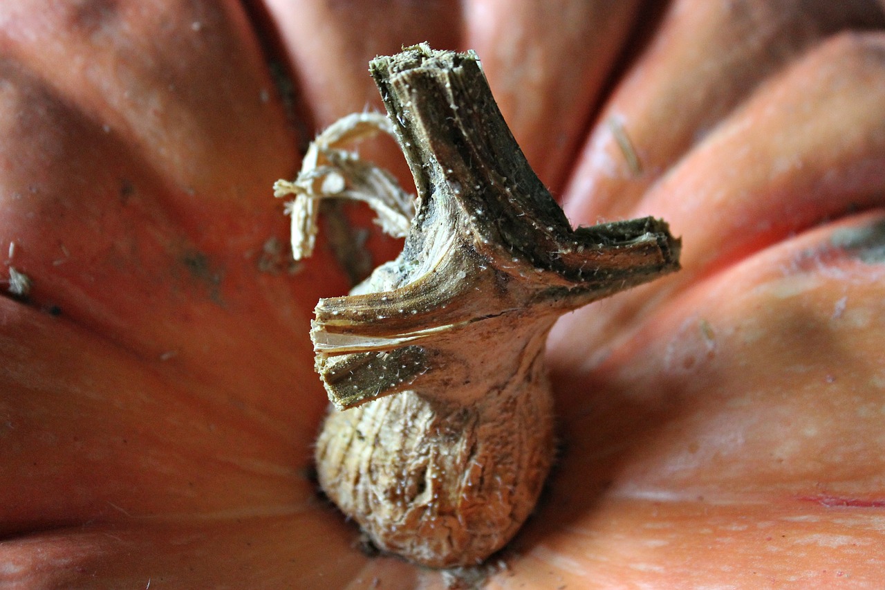 pumpkin macro nature free photo