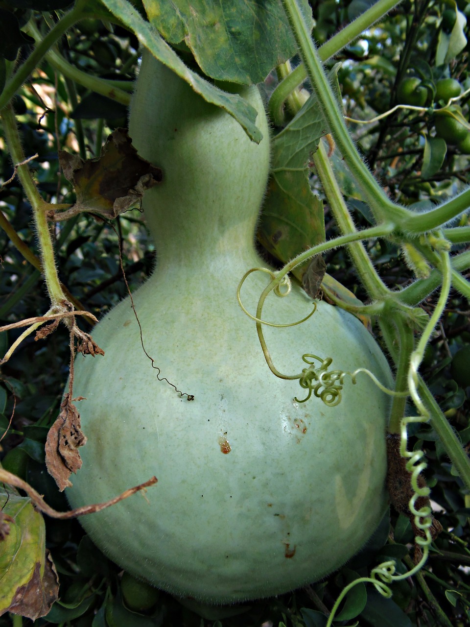 pumpkin green macro free photo