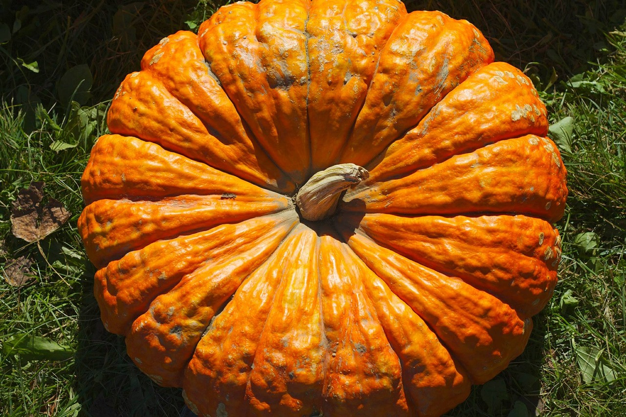 pumpkin fall seasonal free photo