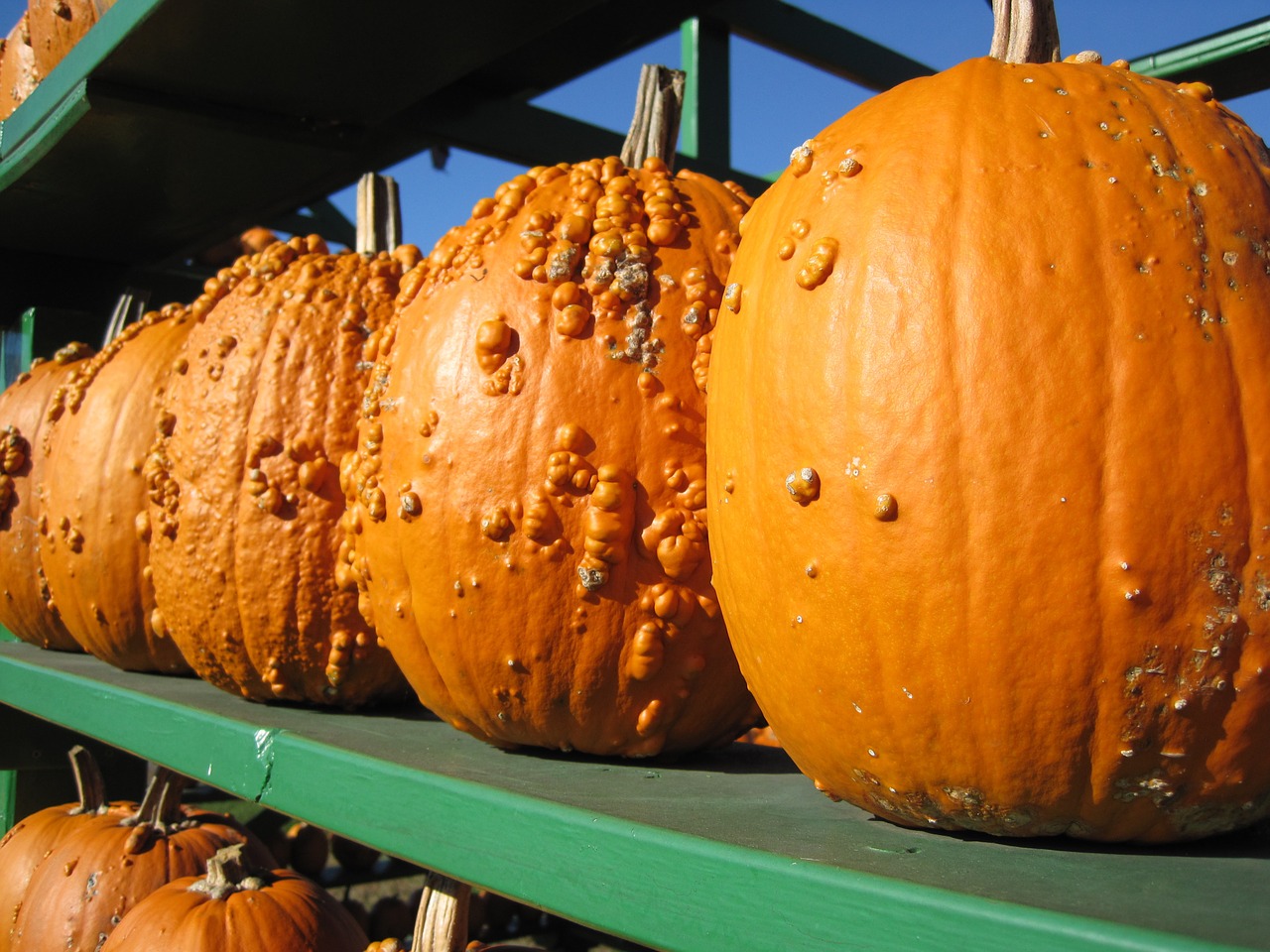 pumpkin bumpy orange free photo