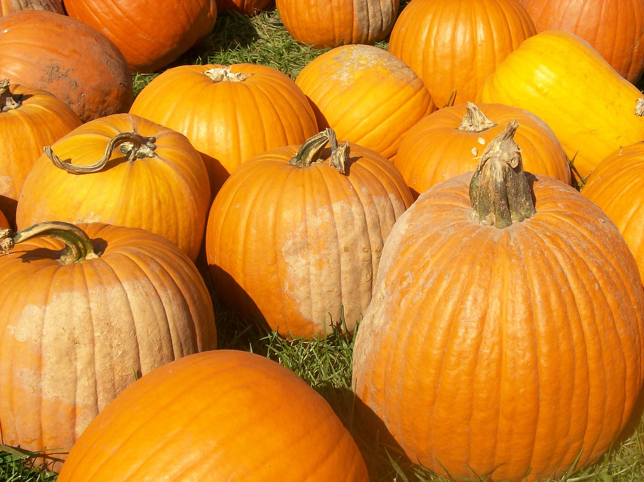 pumpkin autumn harvest free photo