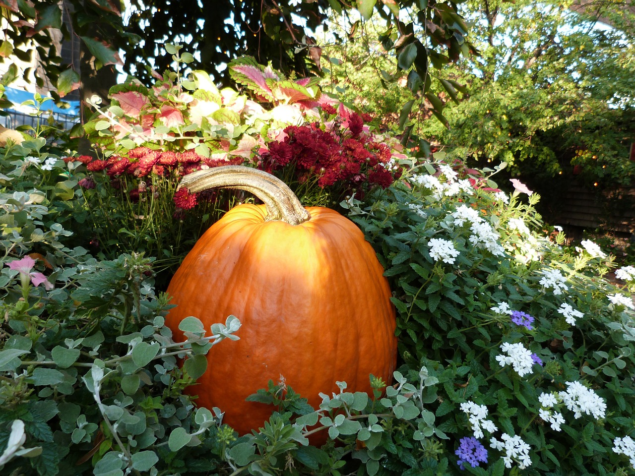 pumpkin autumn garden free photo