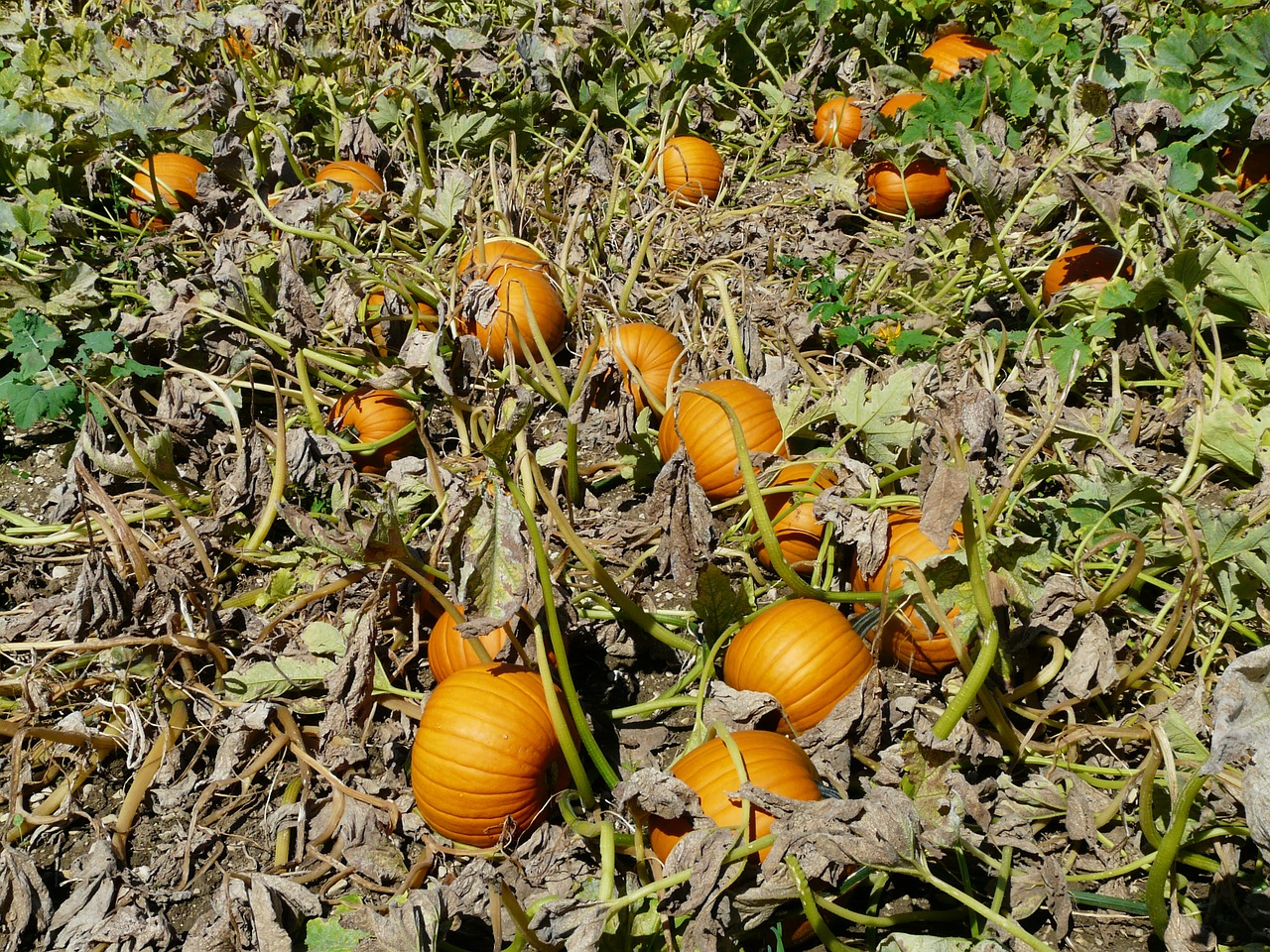 pumpkin cucurbita maxima pumpkin breeding free photo