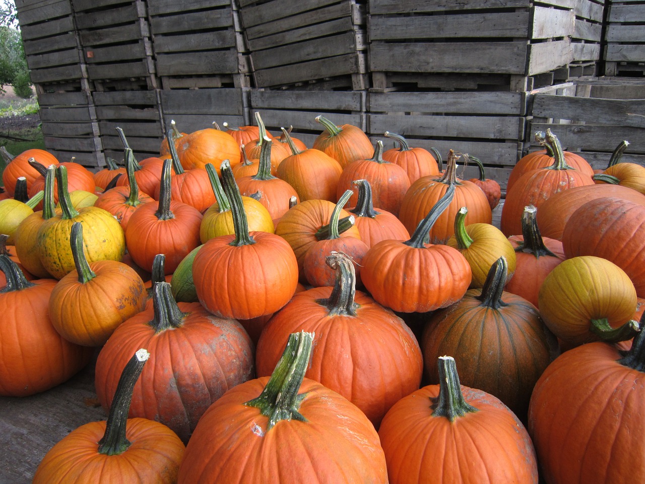 pumpkin vegetables garden free photo