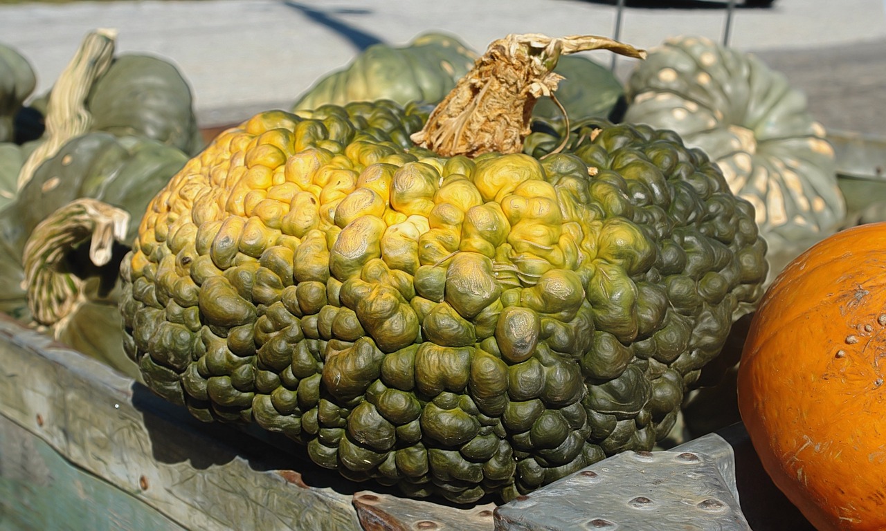 pumpkin green fall free photo