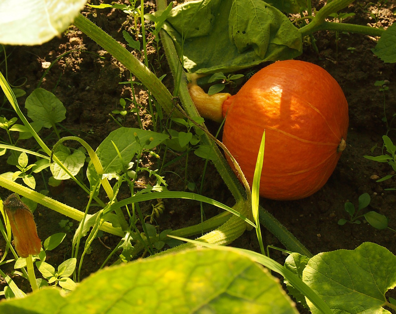 pumpkin garden grows free photo