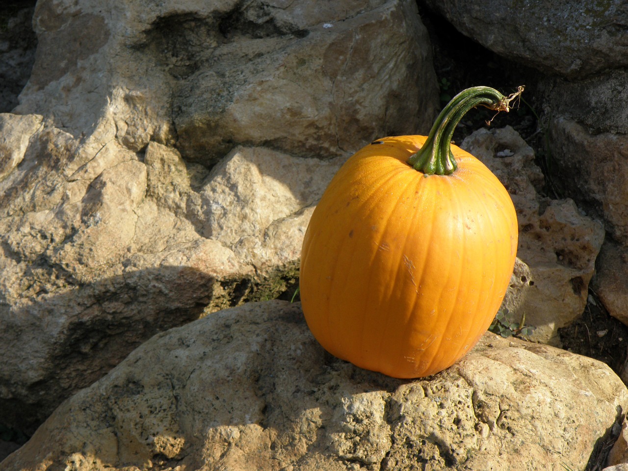 pumpkin orange autumn free photo