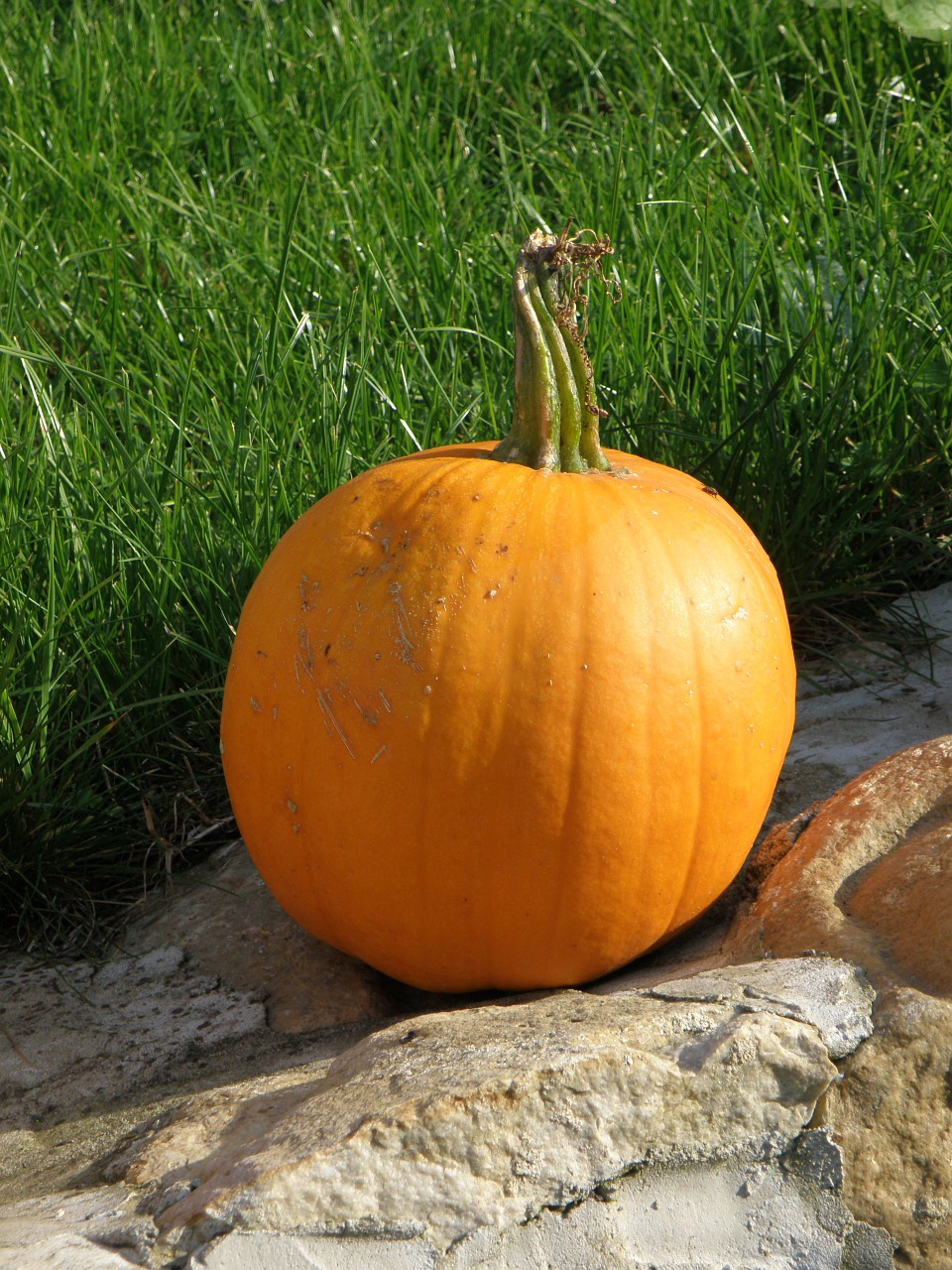 pumpkin orange autumn free photo