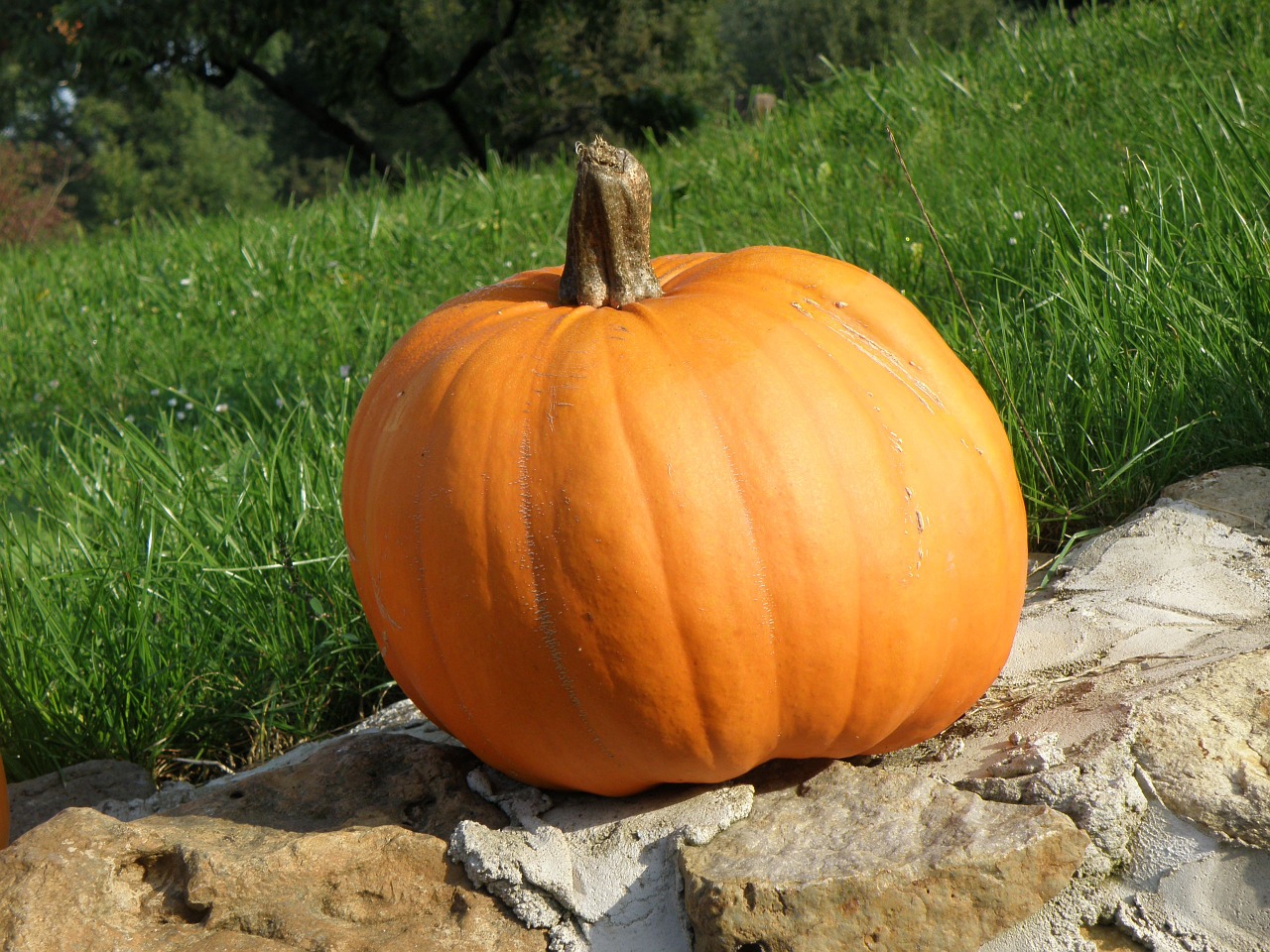 pumpkin orange autumn free photo