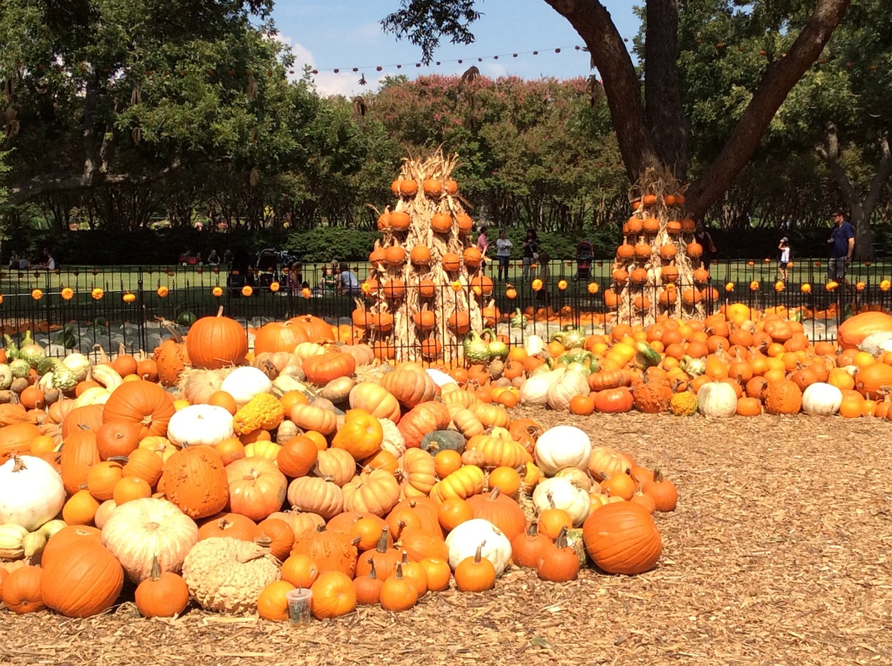 pumpkin harvest fall free photo