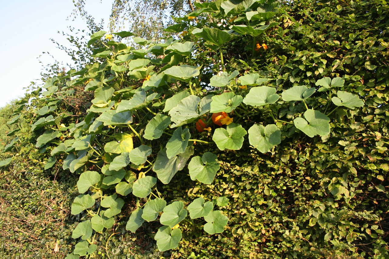 pumpkin bush plant free photo