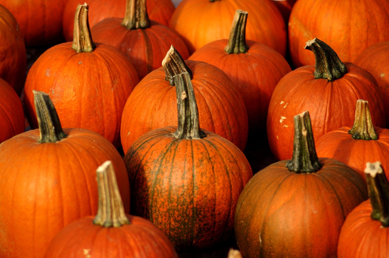 pumpkin pumpkins agriculture free photo