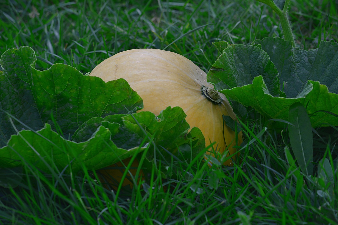 pumpkin vegetable garden free photo