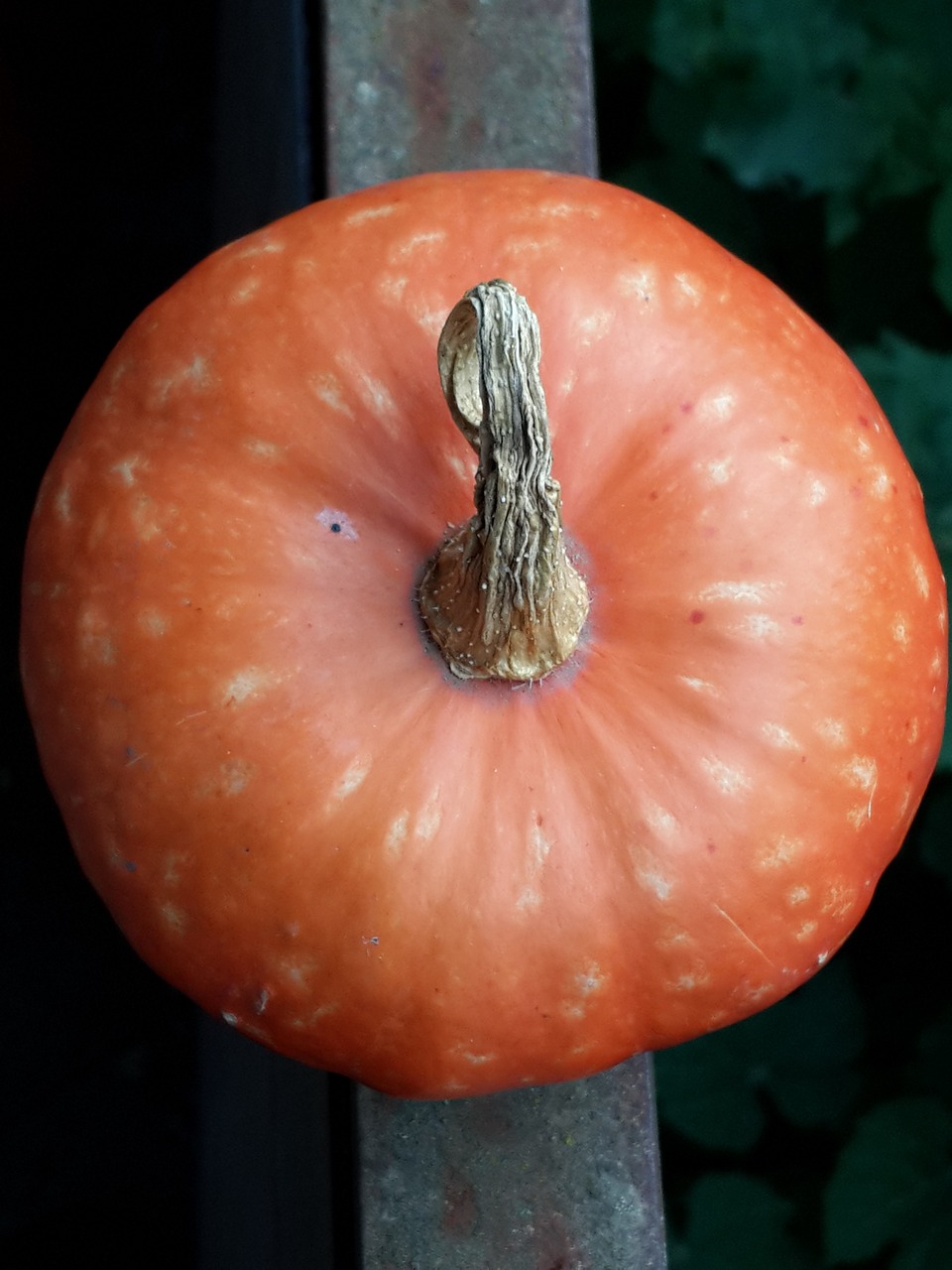 pumpkin vegetables orange free photo