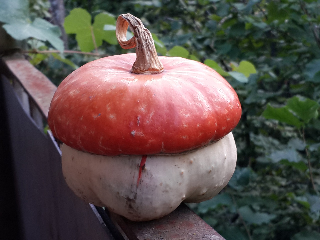 pumpkin vegetables fruit free photo