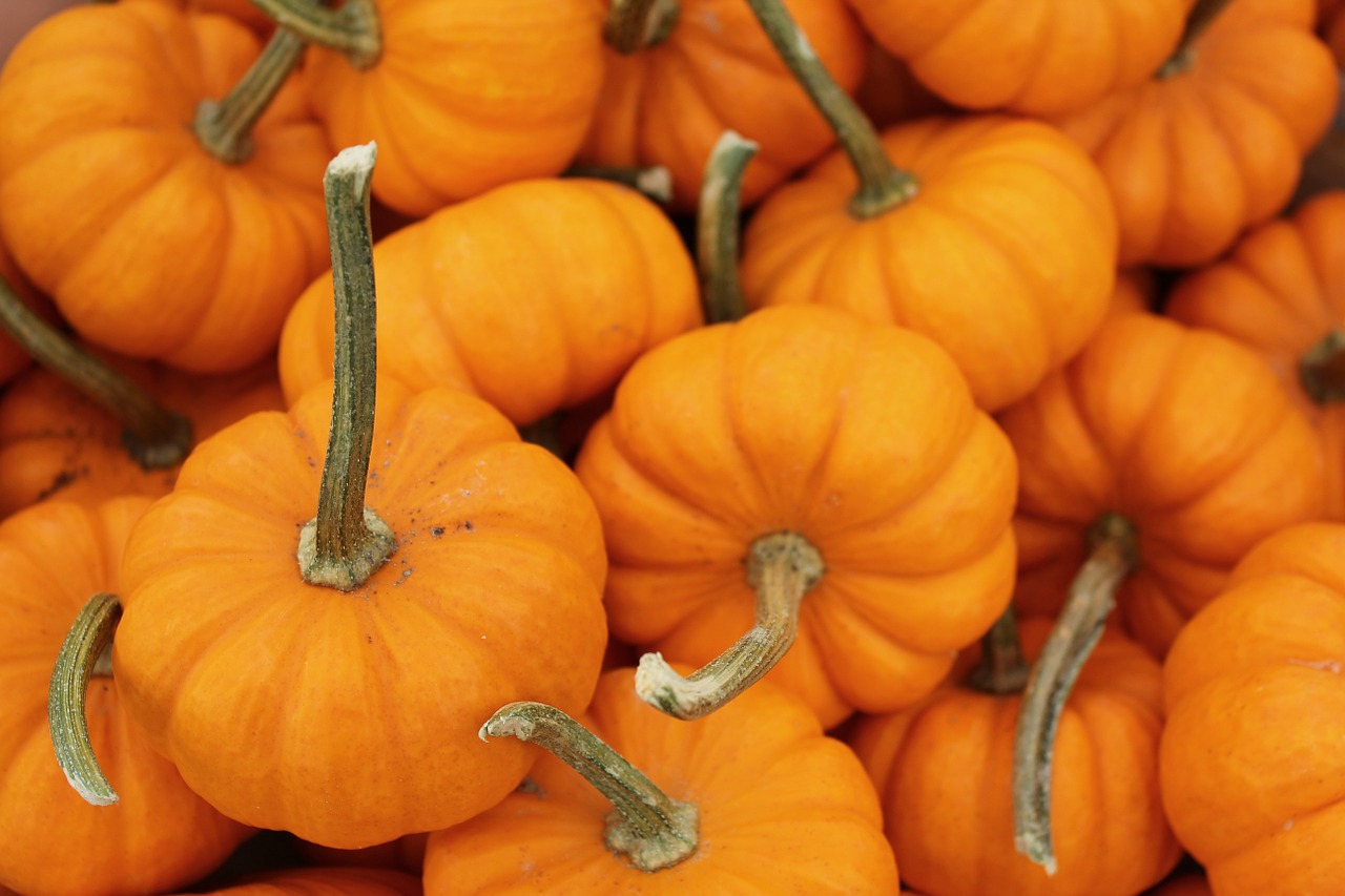 pumpkin vegetables food free photo