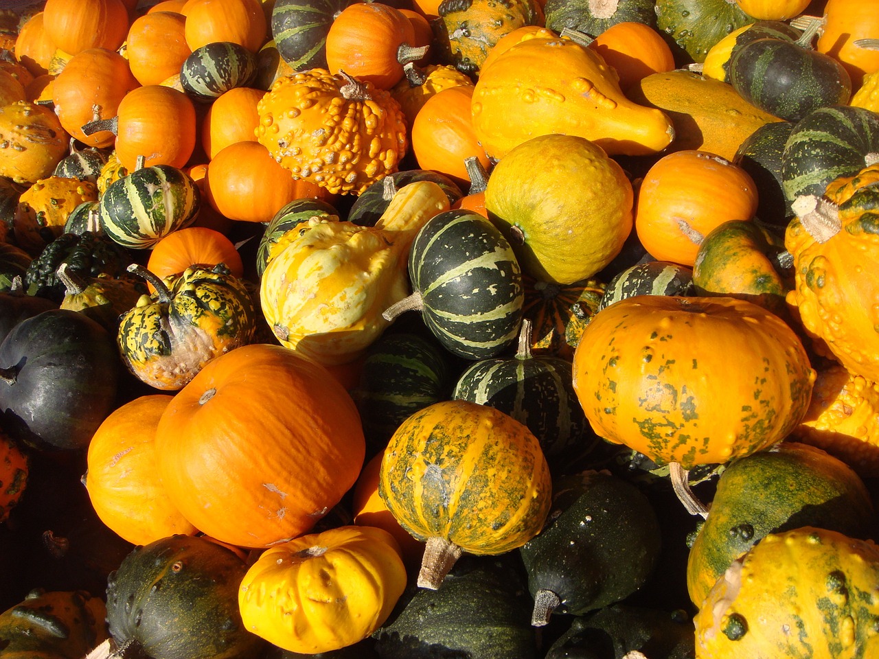 pumpkin vegetable orange free photo