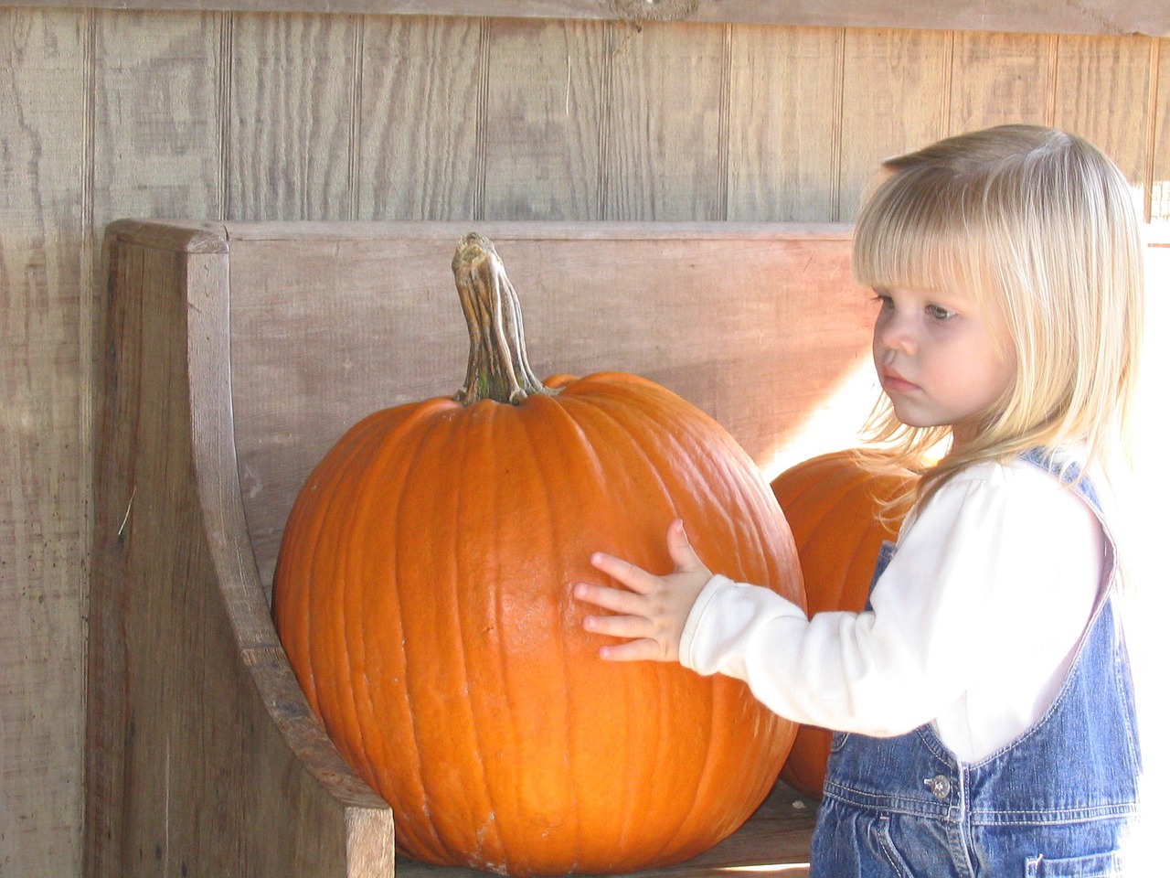 pumpkin patch harvest free photo