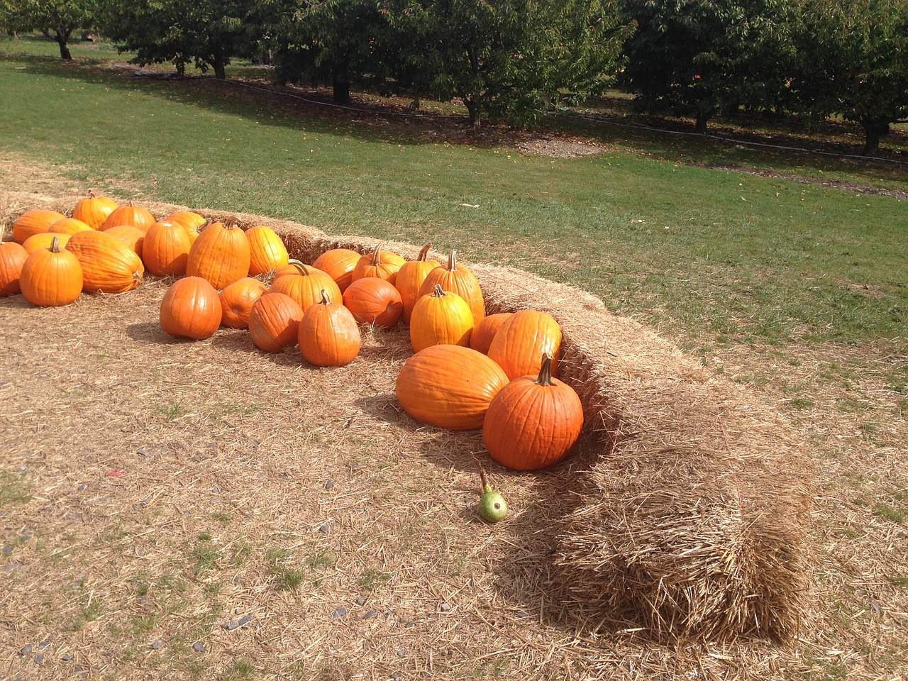 pumpkin autumn hay free photo