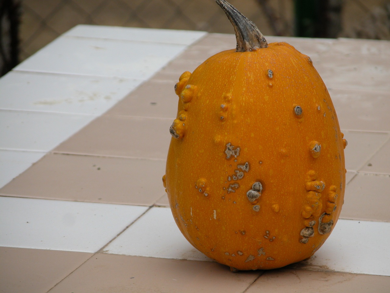 pumpkin food vegetable free photo