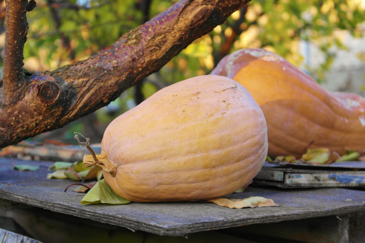 pumpkin autumn vegetables free photo