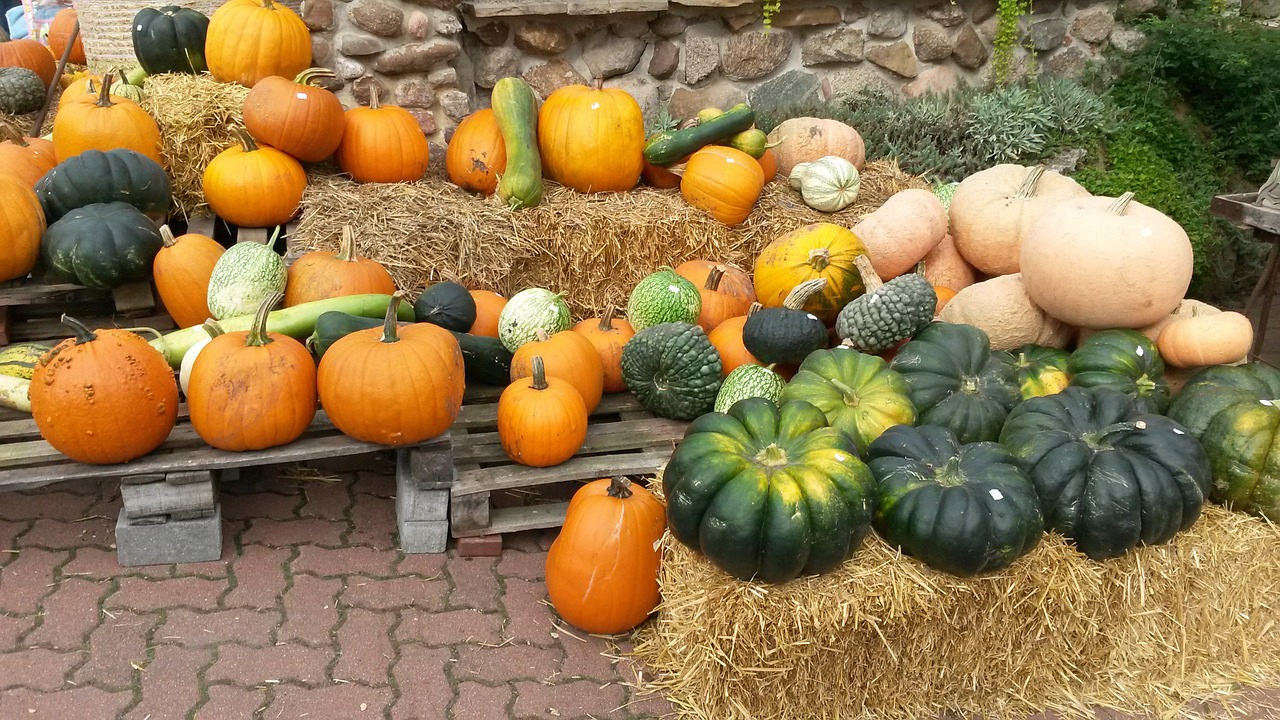 pumpkin nature vegetables free photo