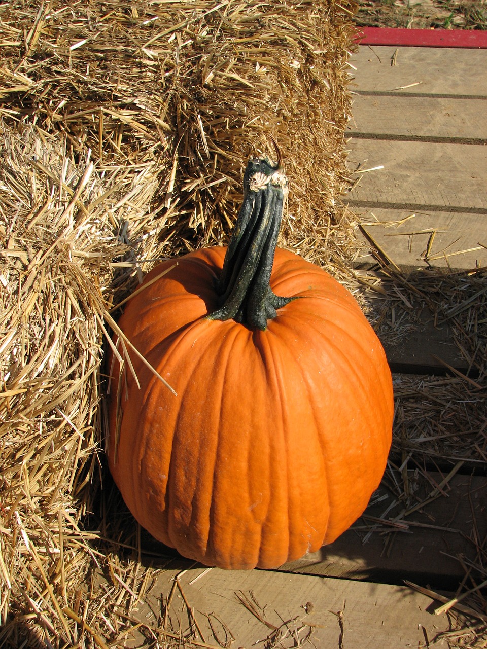 pumpkin halloween autumn free photo