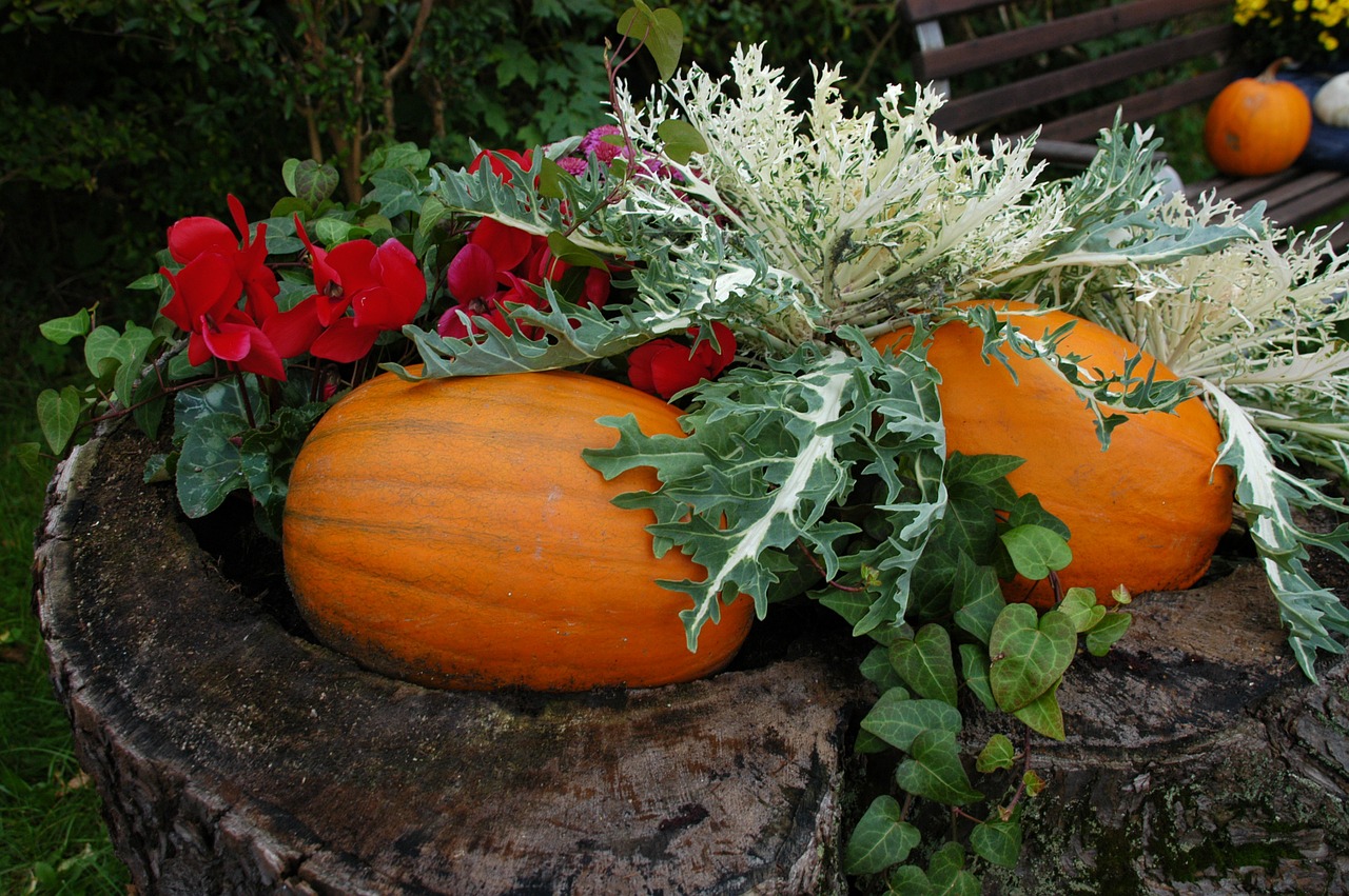 pumpkin garden autumn free photo