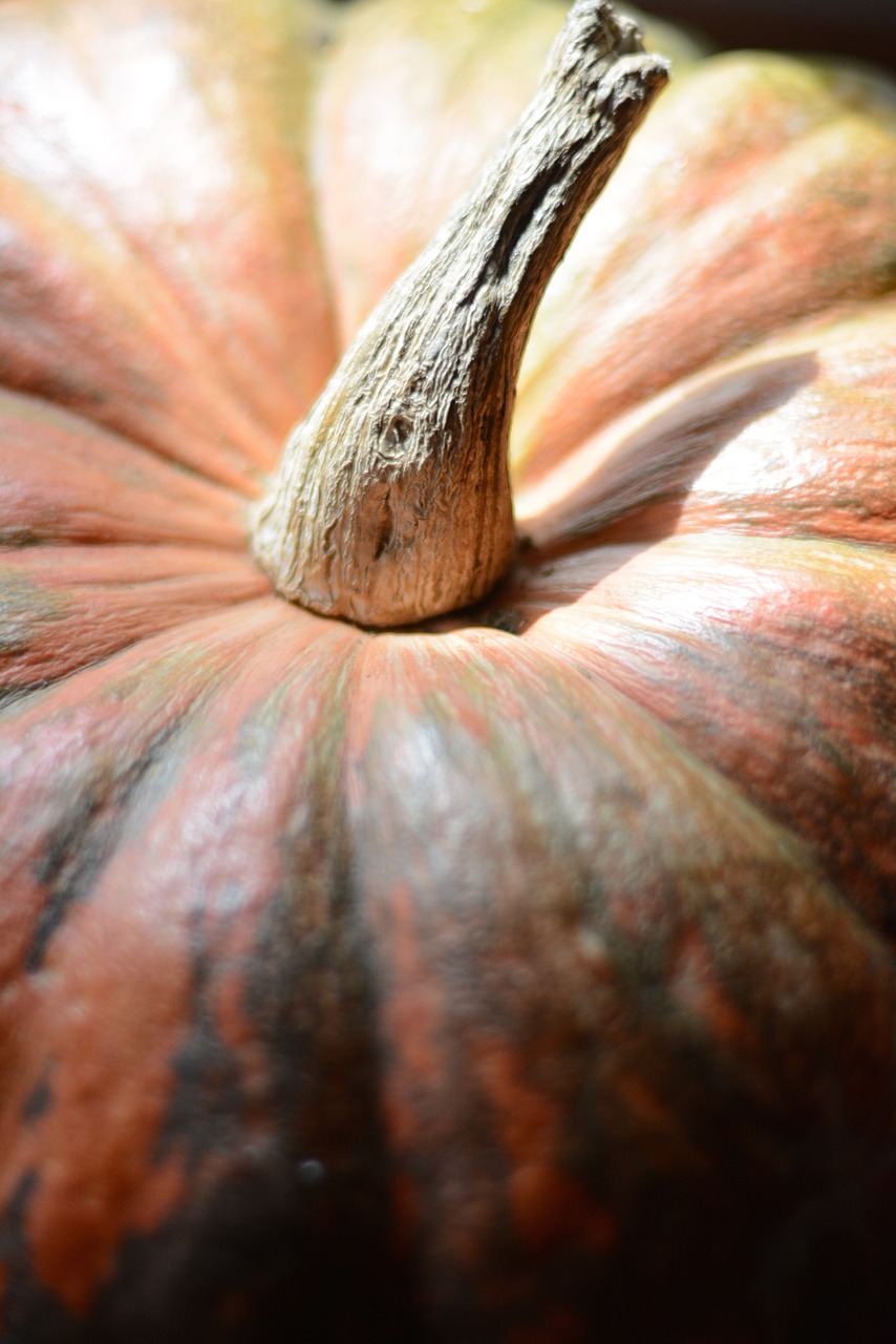 pumpkin macro natural free photo