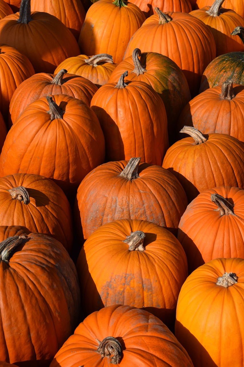 pumpkin harvest autumn free photo