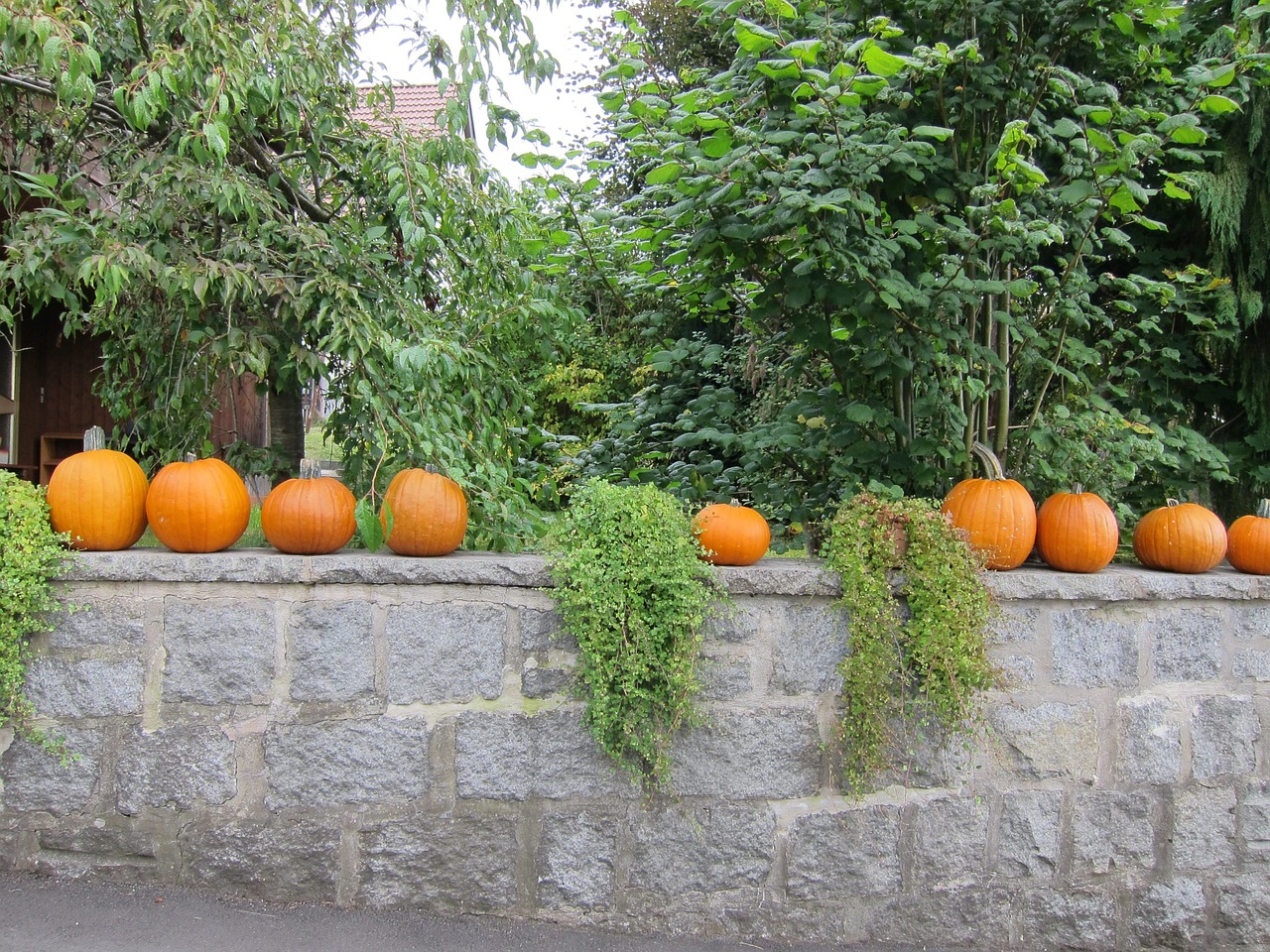 pumpkin halloween halloween pumpkin free photo