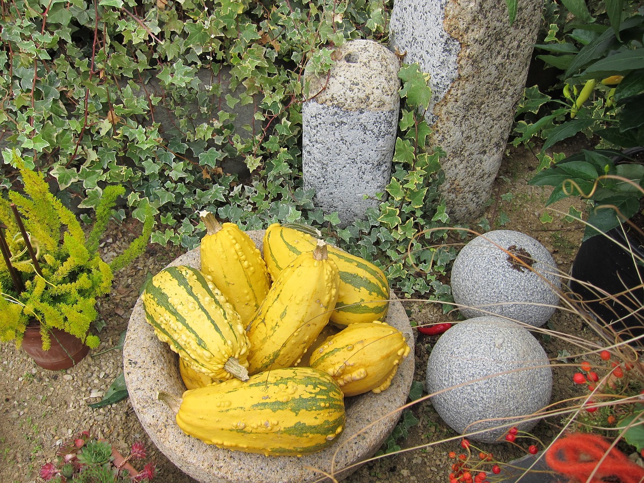 pumpkin halloween october free photo