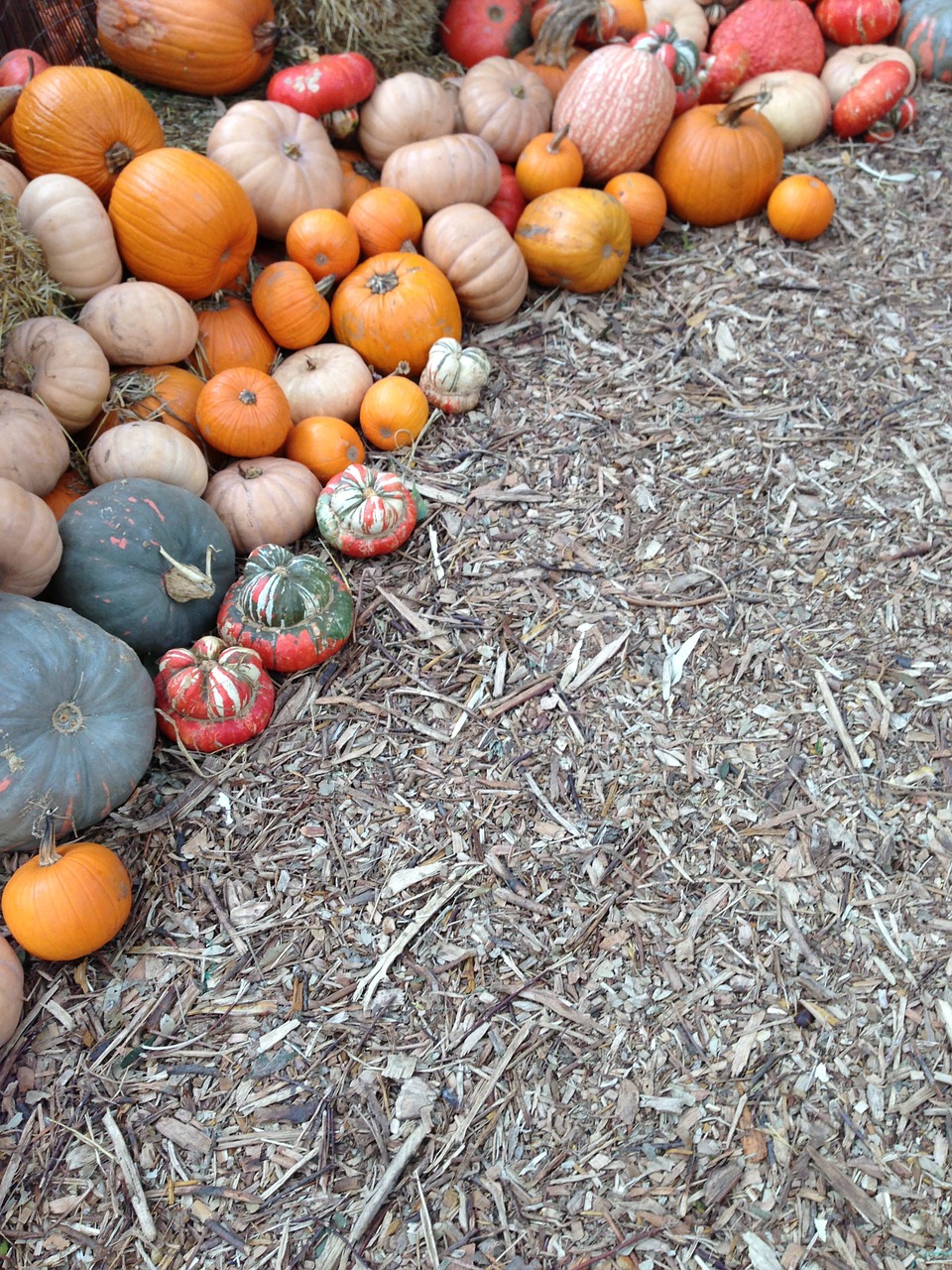 pumpkin fall dallas free photo