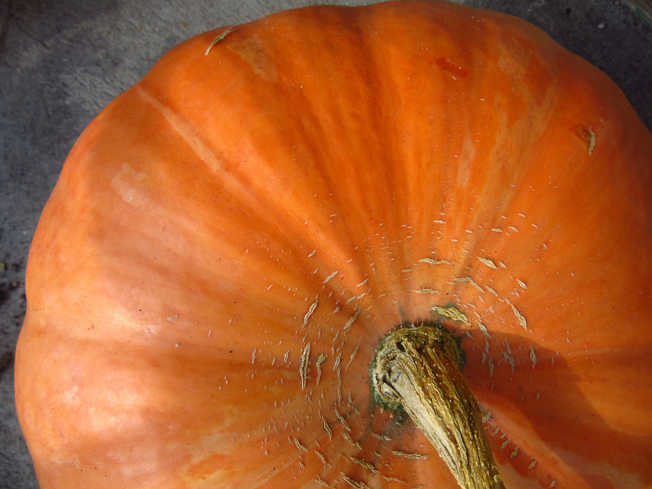 pumpkin vegetables autumn free photo