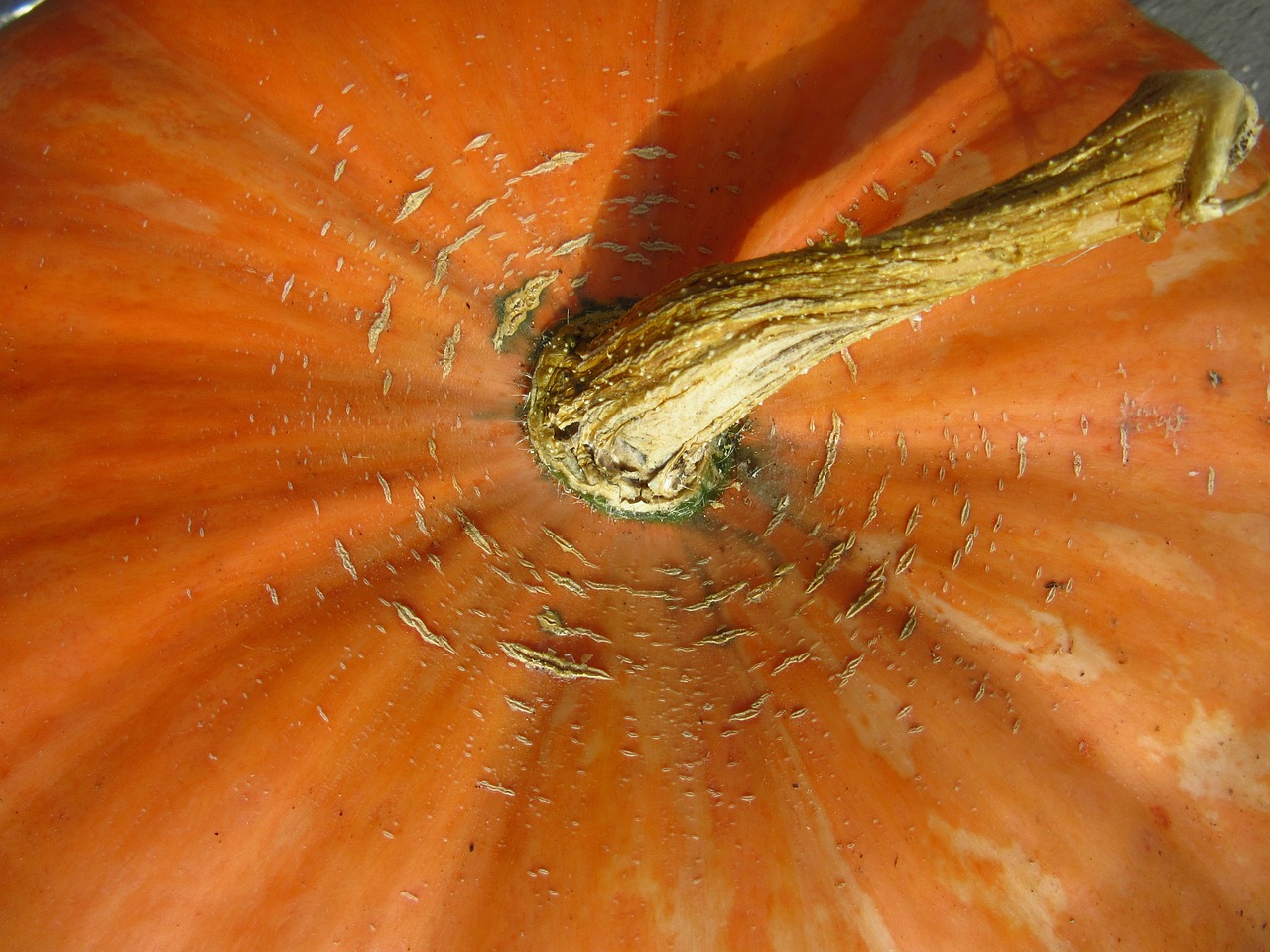 pumpkin vegetables close free photo