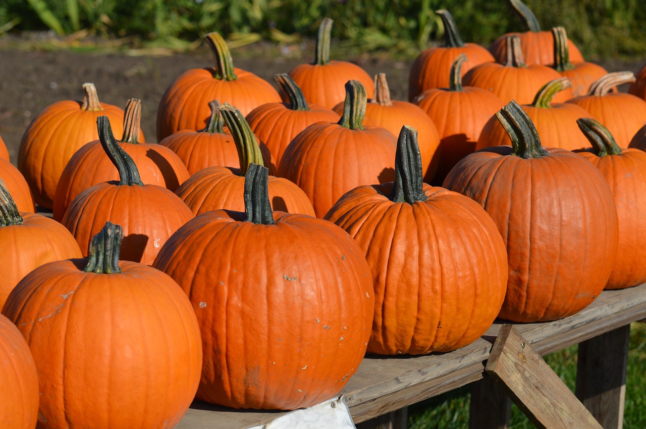 pumpkin autumn october free photo