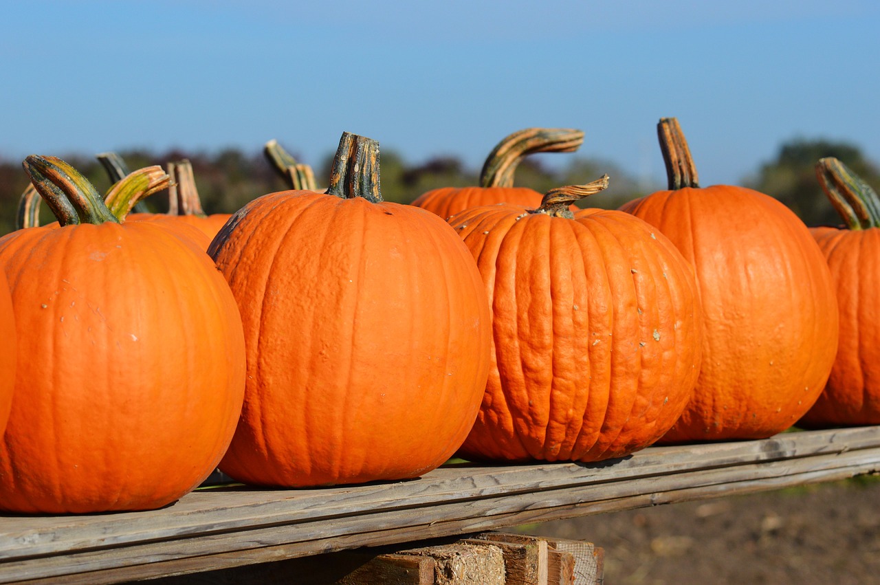 pumpkin autumn october free photo