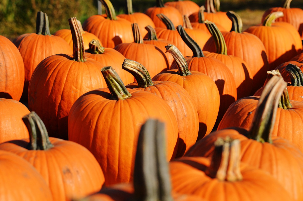 pumpkin autumn october free photo