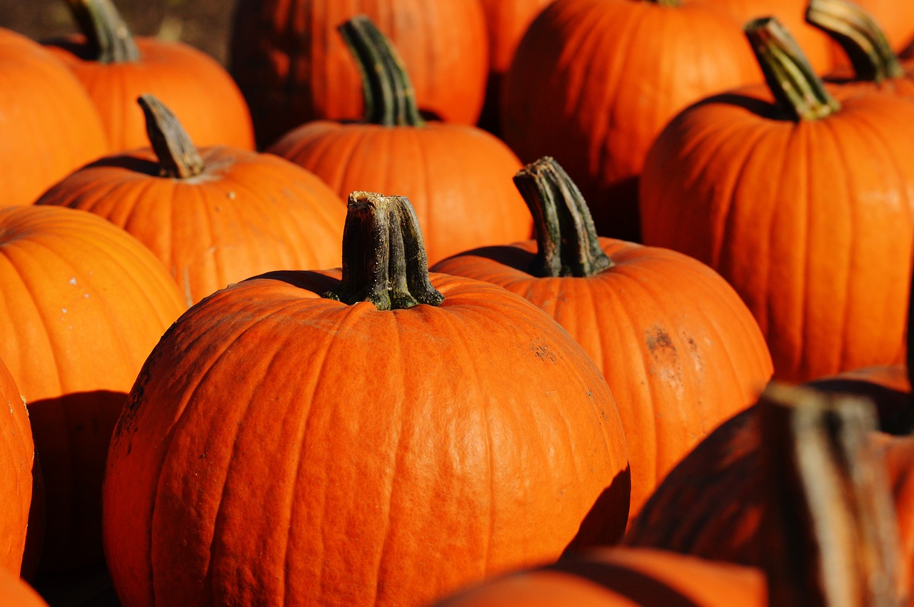 pumpkin autumn october free photo