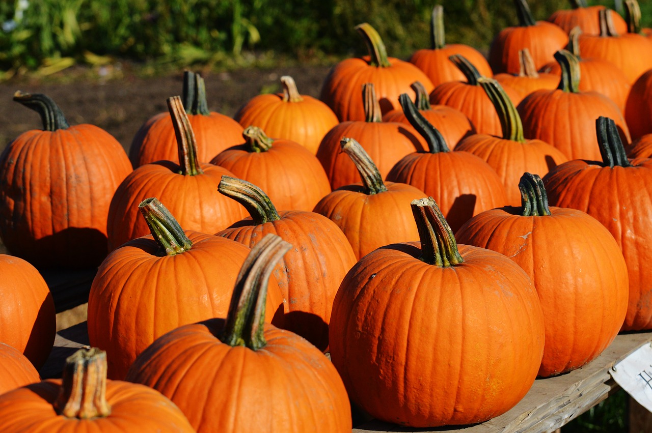 pumpkin autumn october free photo