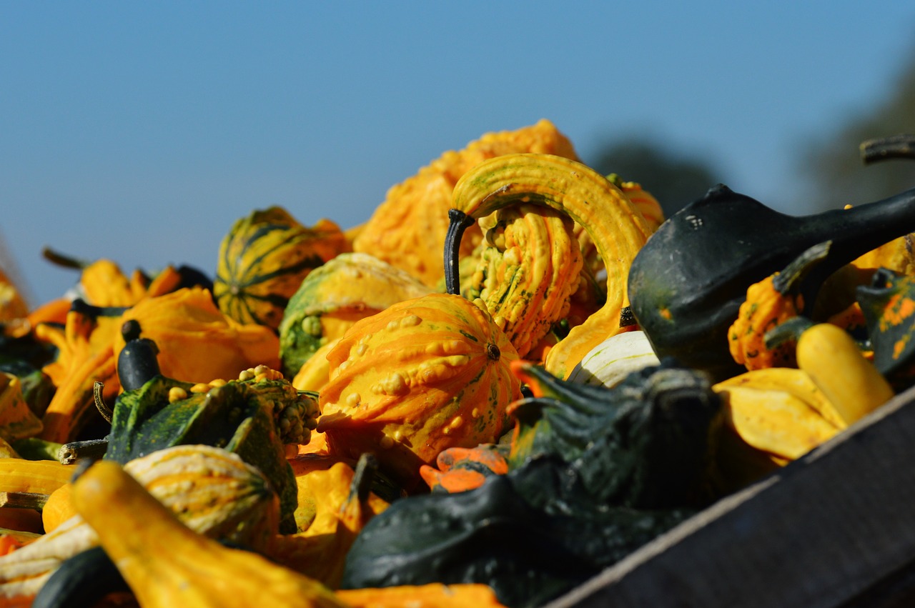 pumpkin autumn october free photo