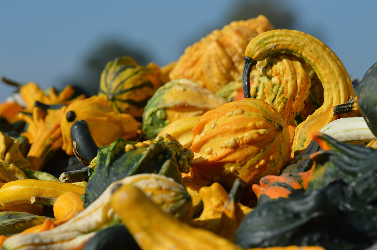 pumpkin autumn october free photo