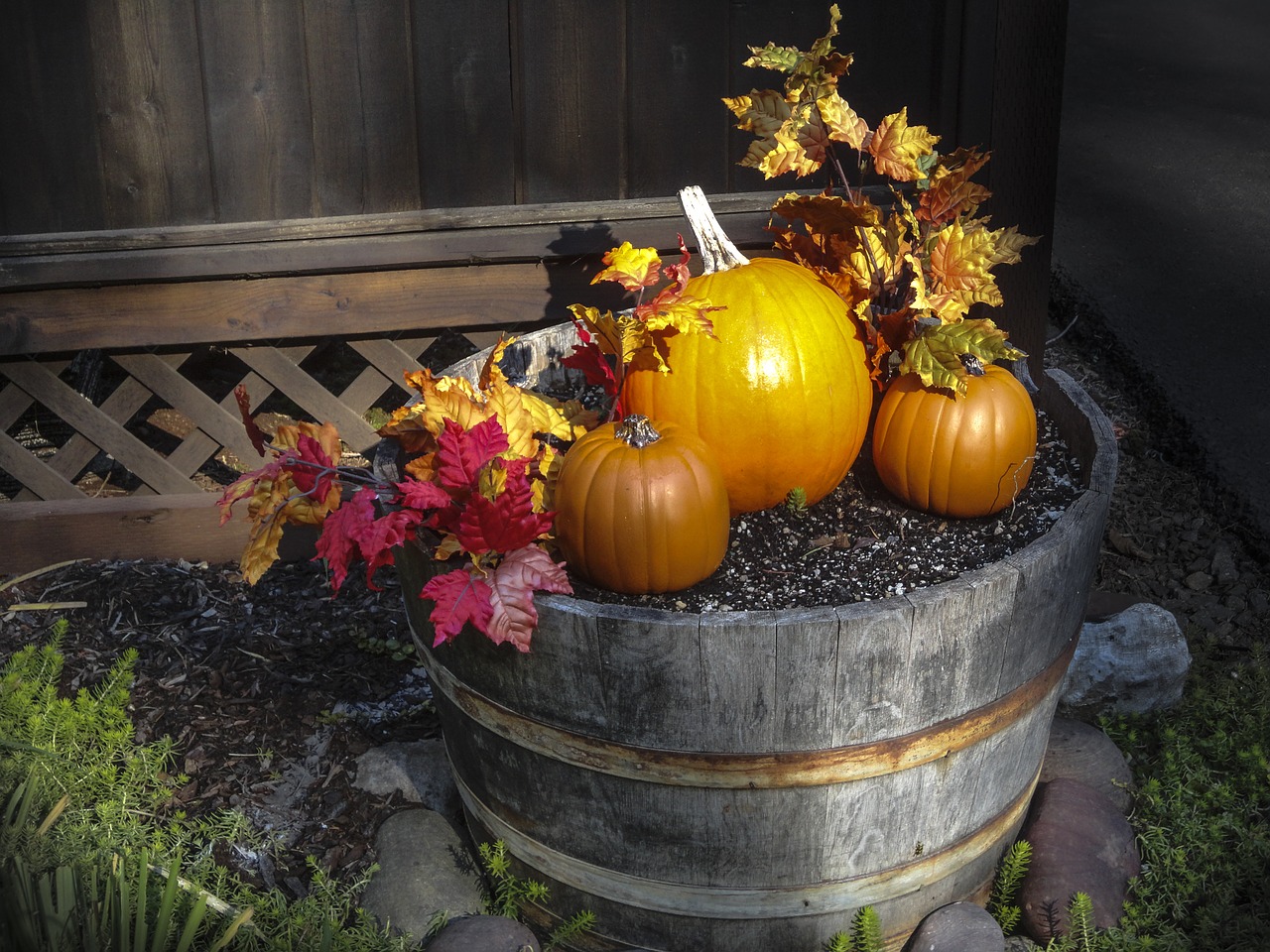 pumpkin fall orange free photo