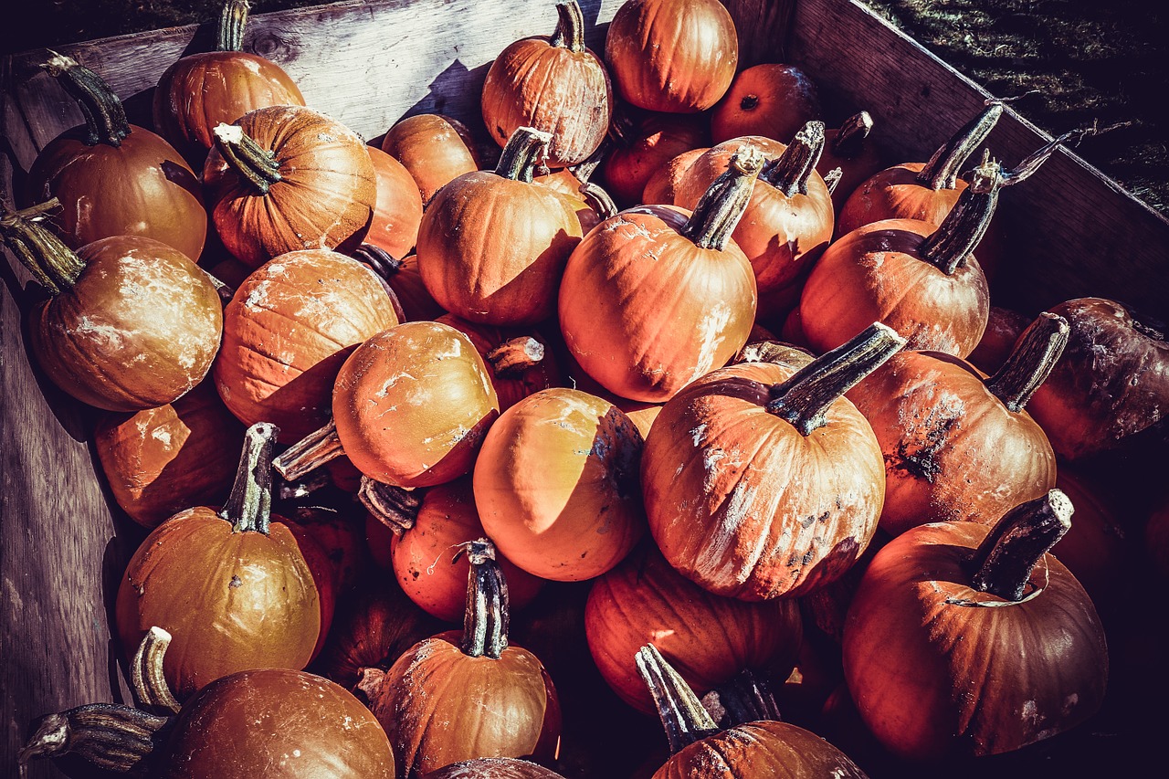 pumpkin orange thanksgiving free photo