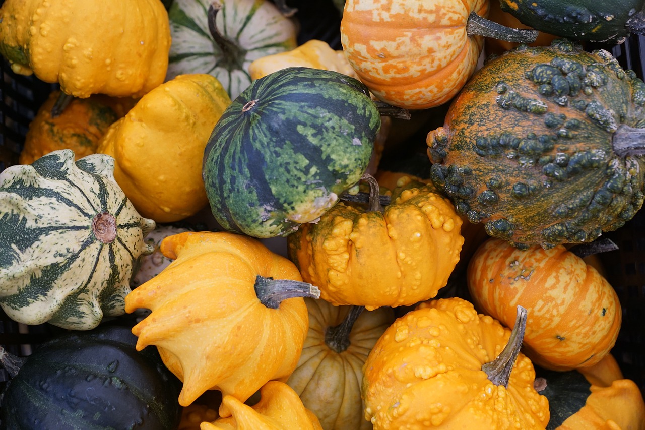 pumpkin yellow healthy free photo