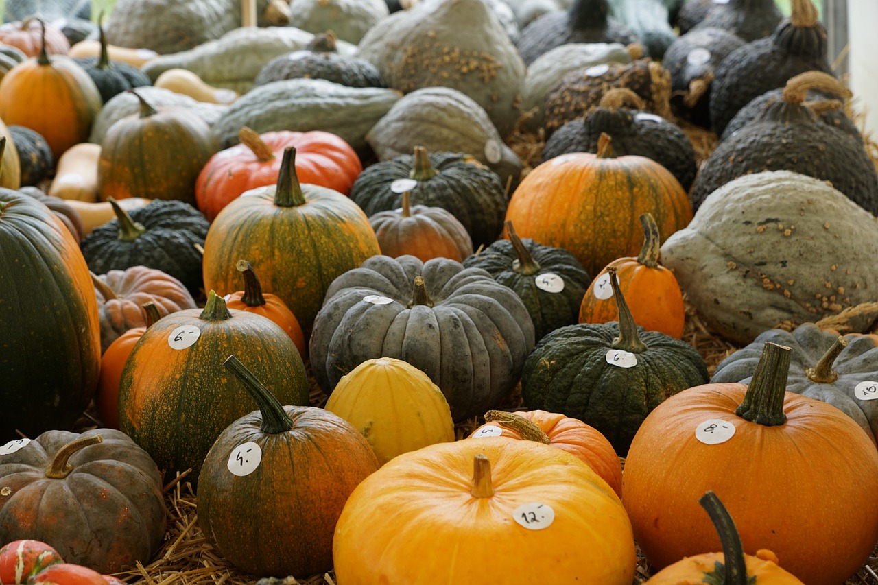 pumpkin yellow healthy free photo