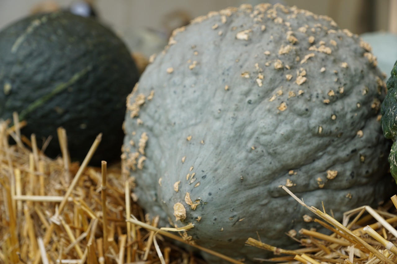 pumpkin grey hay free photo