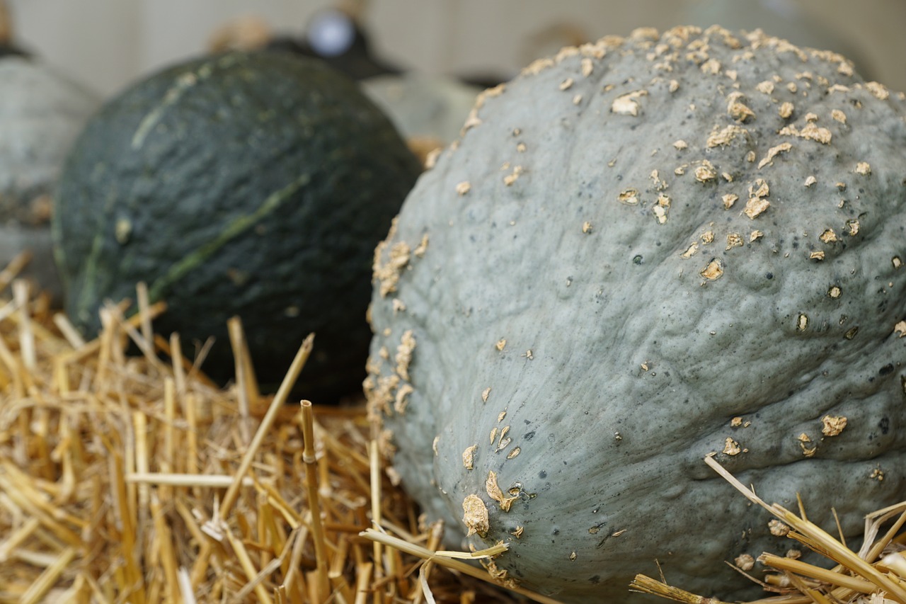 pumpkin vegetables green free photo