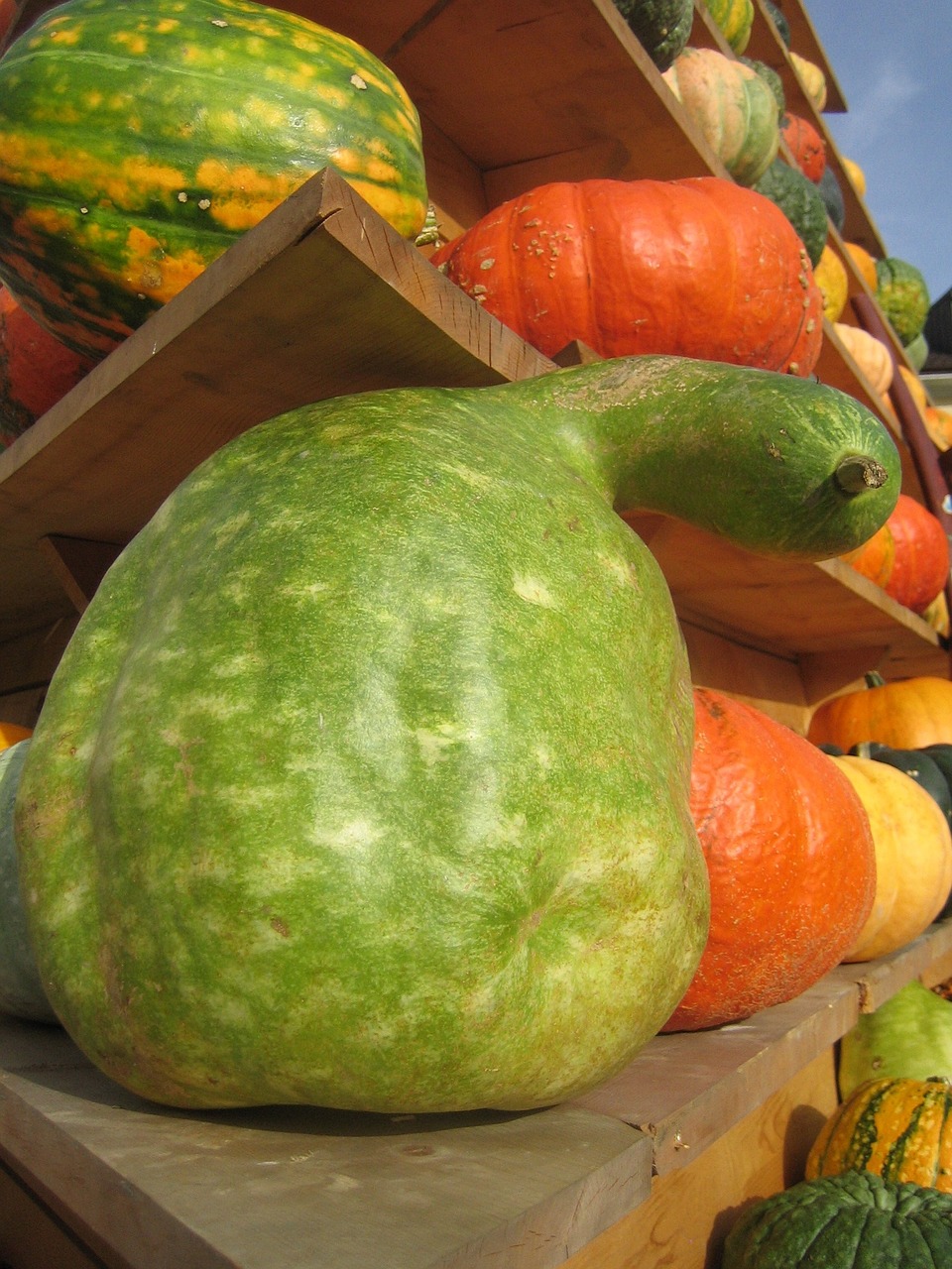 pumpkin composition color free photo