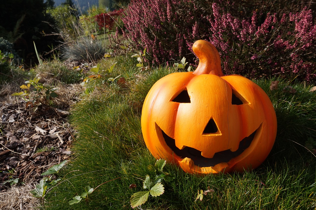 pumpkin garden helloween free photo